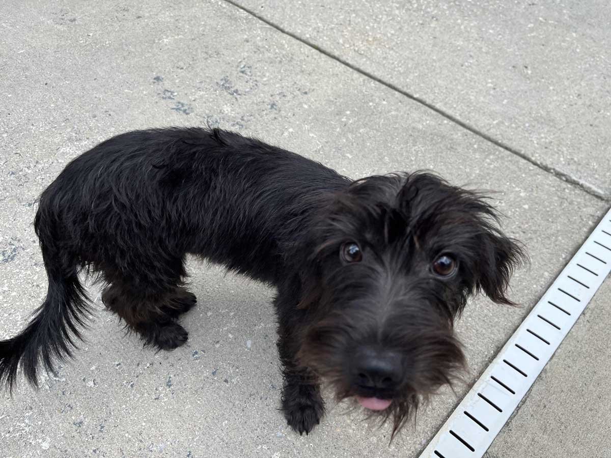Dachshund Scottie Mix