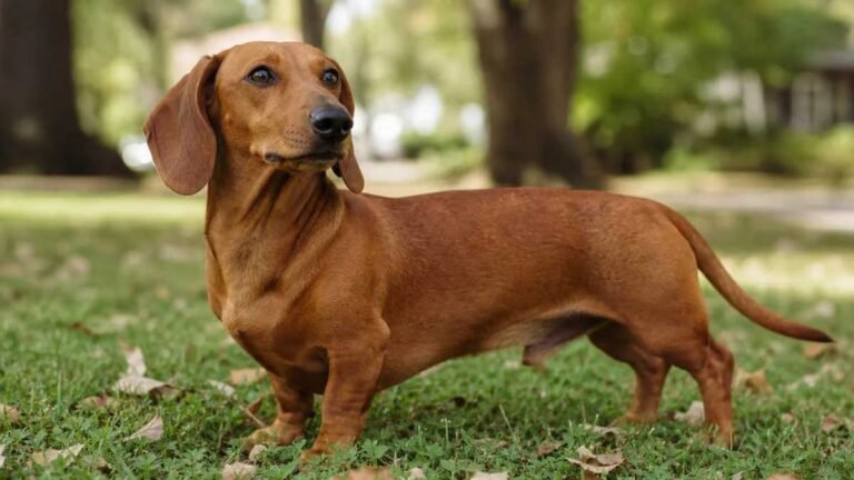 Dachshund Temperament