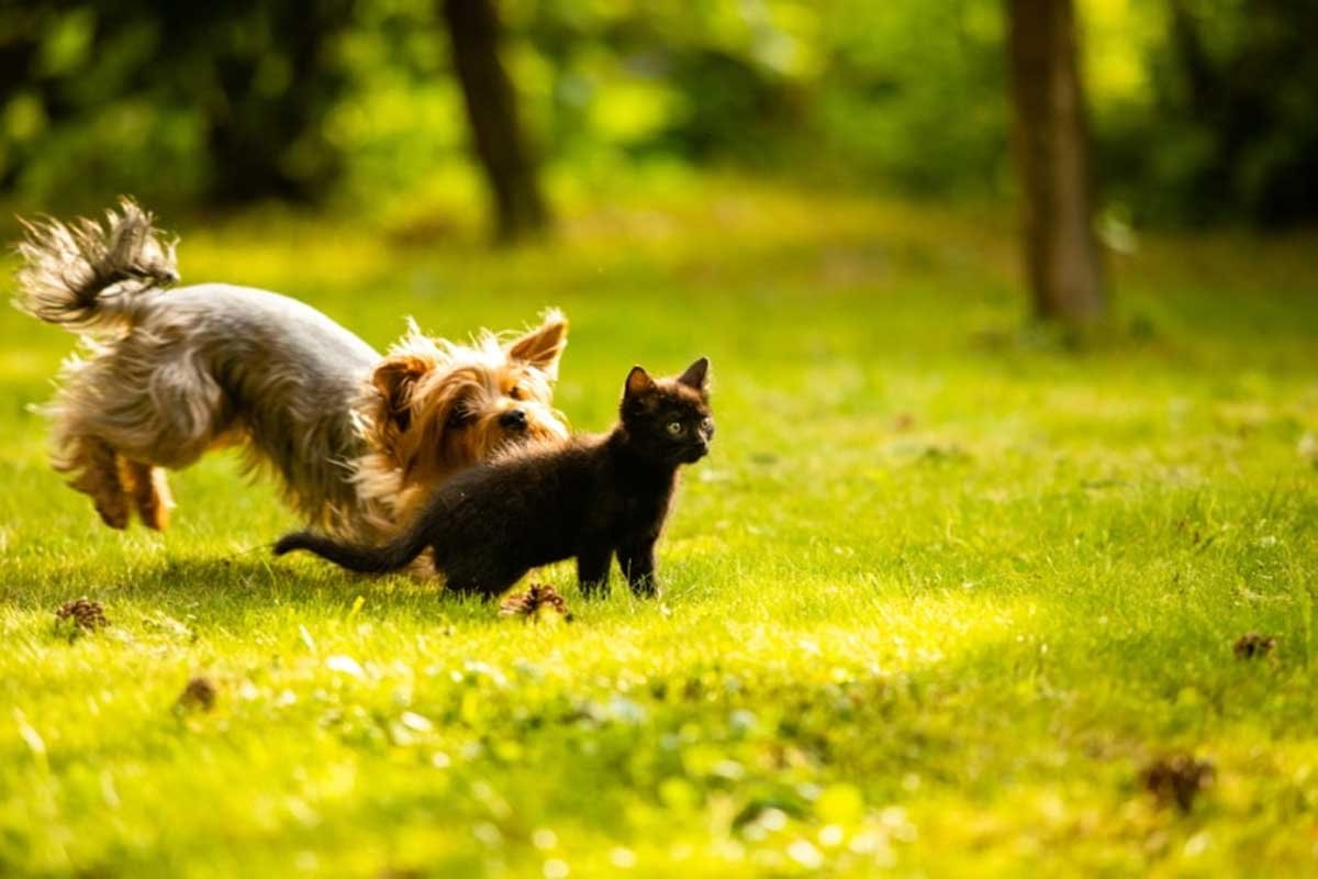 Small silky-coated terrier-type dog running across sunlit grass past a black kitten standing still