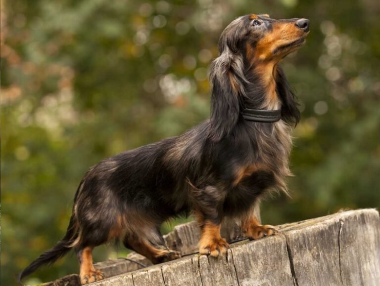 Kaninchen Dachshund