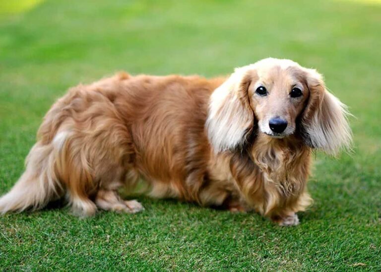 Long Haired Dachshund