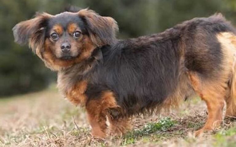 Black and tan Pekingese dachshund mix with a medium-length muzzle standing on grass