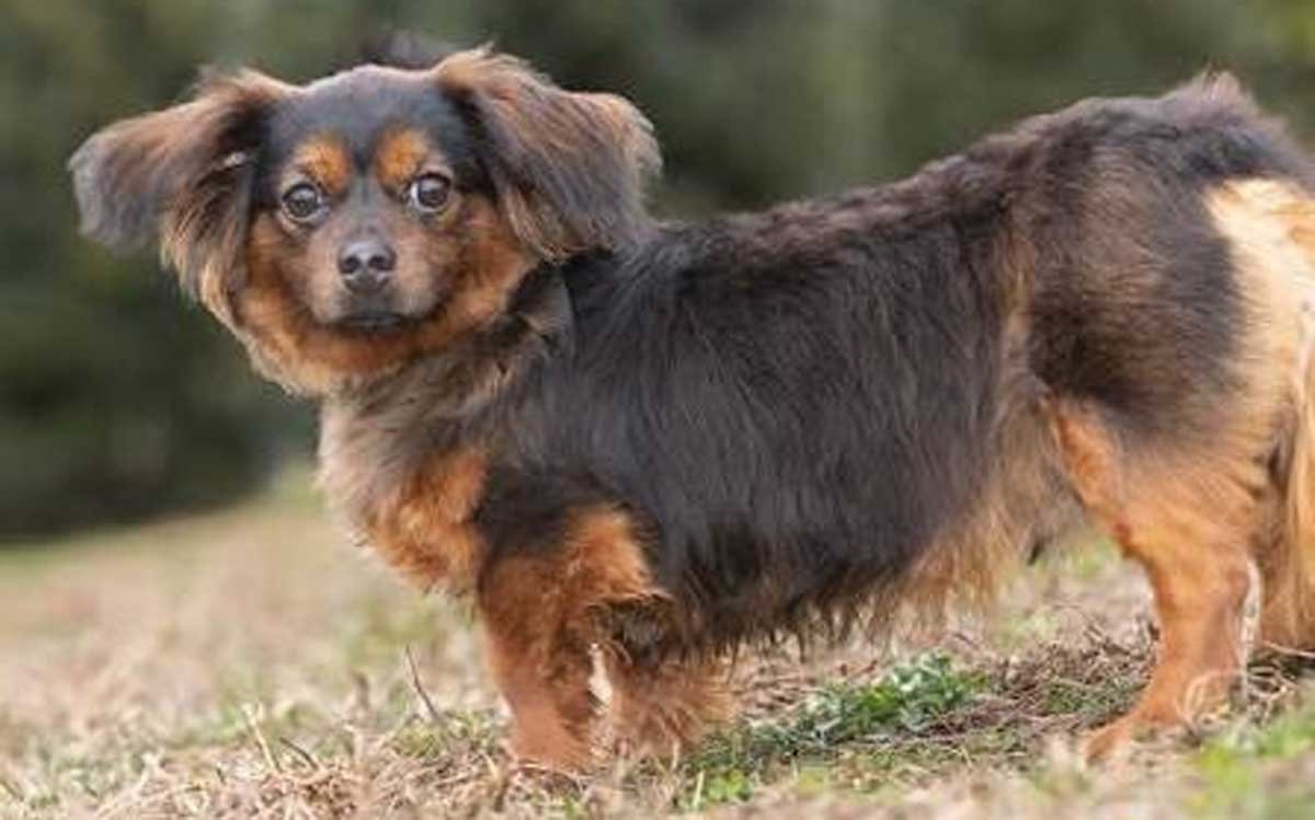 Black and tan Pekingese dachshund mix with a medium-length muzzle standing on grass