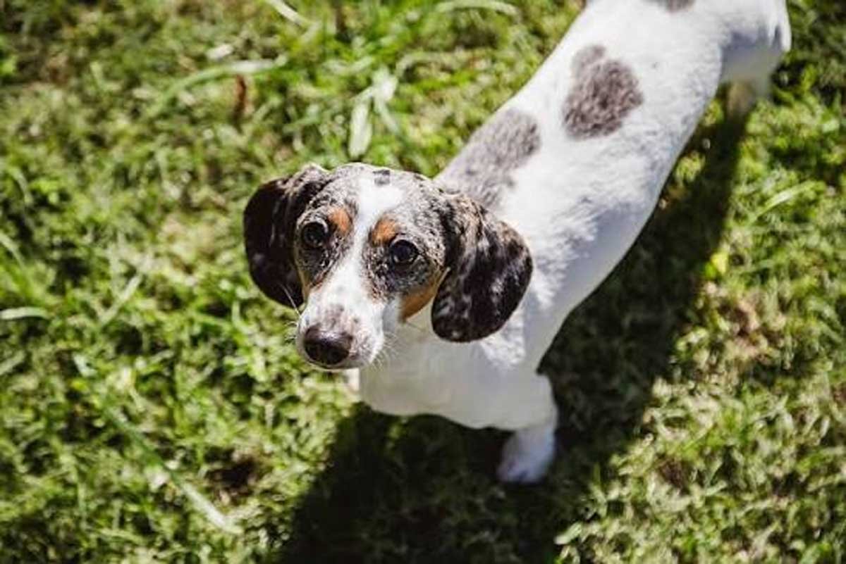 Piebald Dachshund