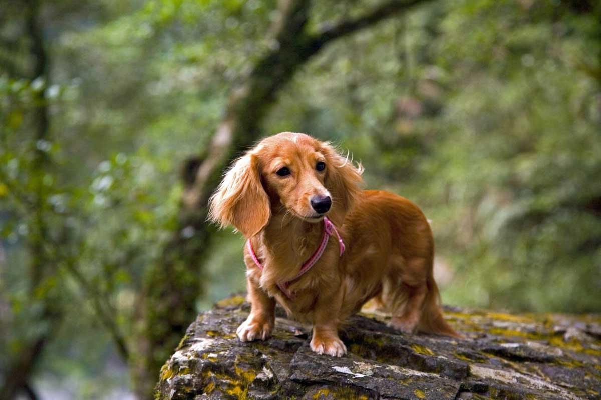 What makes a dachshund long haired