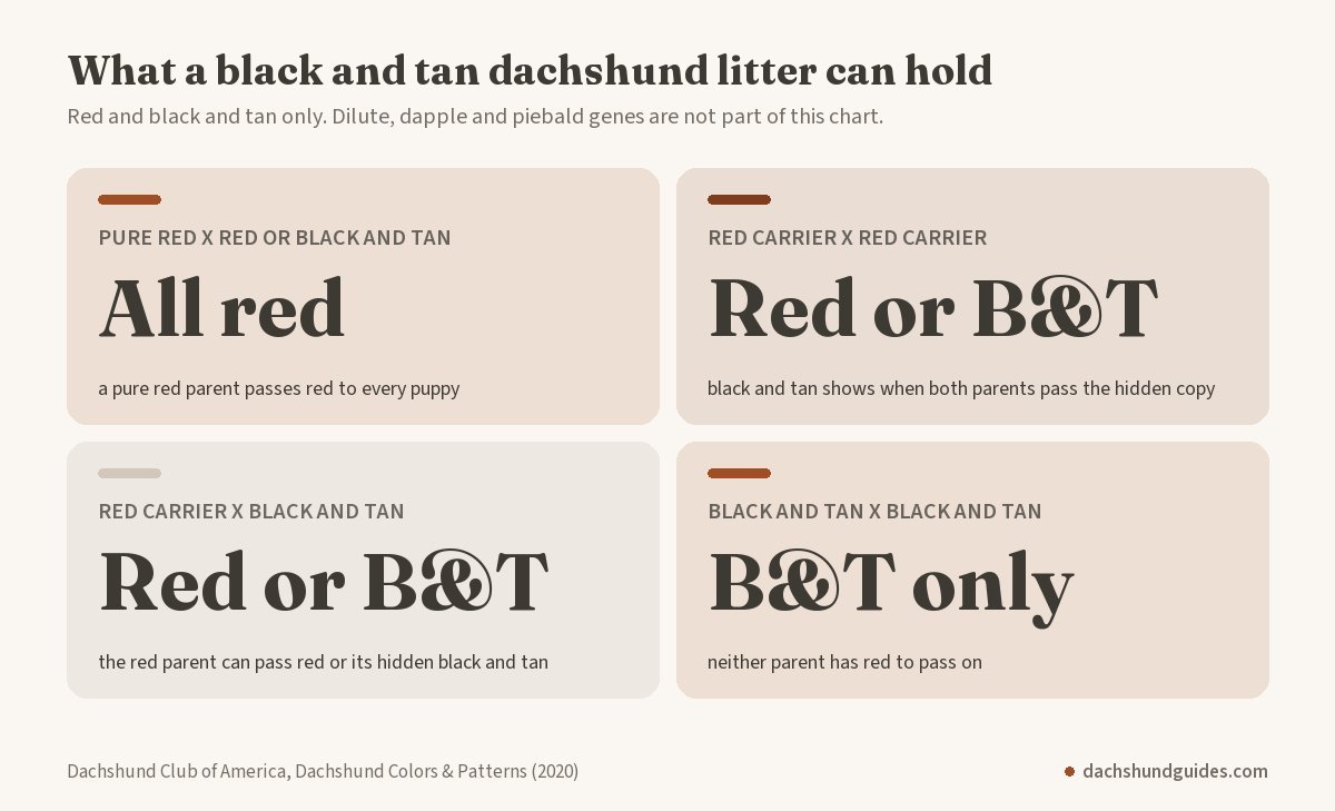 Dachshund Club of America chart: pure red parents give all red puppies, red carriers can give red or black and tan, two black and tan parents give only black and tan