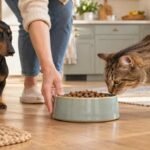A tabby cat sniffing a bowl of dog food as a person moves it away and a dachshund waits nearby