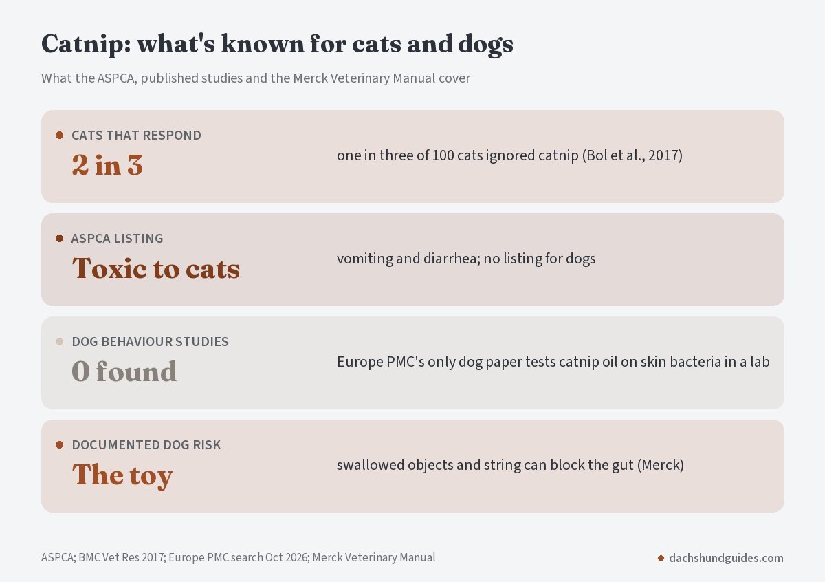 What is known about catnip for cats and dogs: two in three cats respond, ASPCA lists it as toxic to cats only, no dog behaviour studies found, and the documented dog risk is swallowing the toy