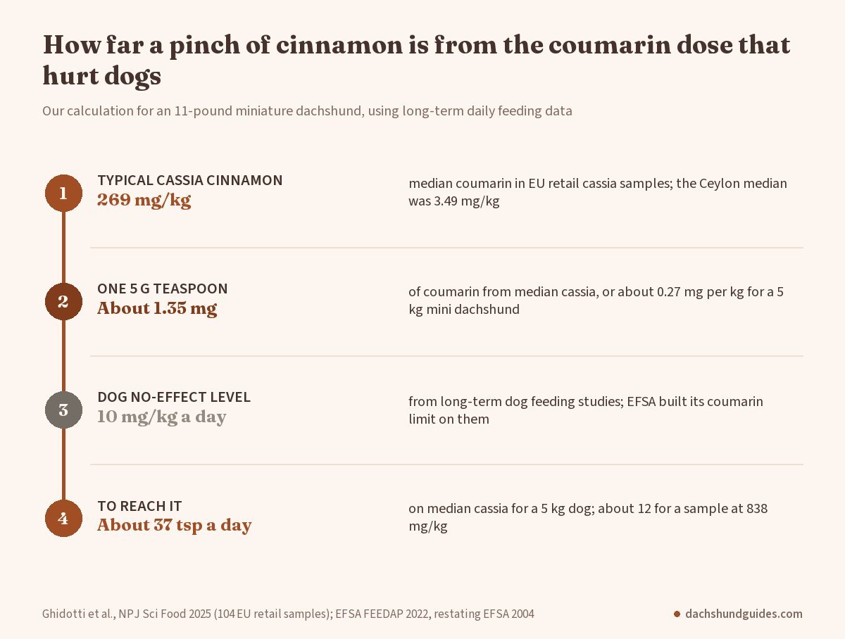 Steps showing how many teaspoons of cassia cinnamon an 11-pound dachshund would need daily to reach the dog coumarin no-effect level