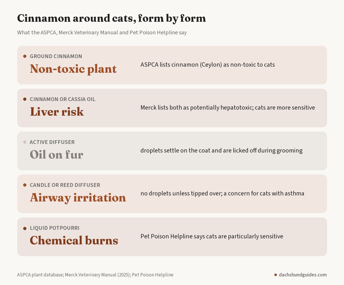 Cinnamon forms around cats: ground cinnamon non-toxic, cinnamon and cassia oil a liver risk, active diffusers leave oil on fur, candles and reed diffusers irritate airways, liquid potpourri causes chemical burns