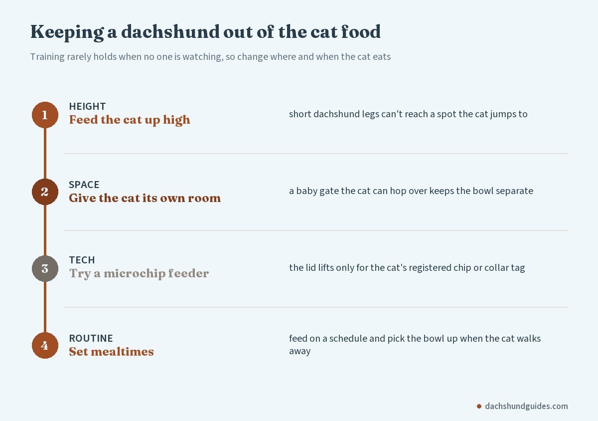 Four ways to keep a dachshund out of the cat food: feed the cat up high, a gated cat room, a microchip feeder and set mealtimes
