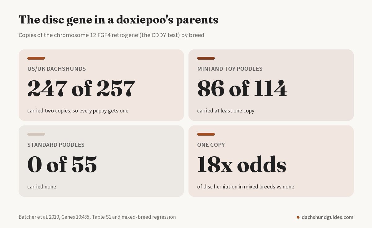 Disc gene counts in a doxiepoo's parents: 247 of 257 US and UK dachshunds carried two copies, 86 of 114 mini and toy poodles carried at least one, 0 of 55 standard poodles carried it, and one copy raised the odds of disc herniation about 18 times
