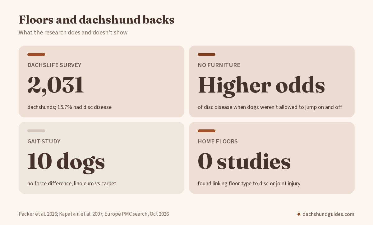Floors and dachshund backs: the DachsLife survey of 2,031 dachshunds found 15.7 percent had disc disease and higher odds when dogs were not allowed to jump on furniture, a 10-dog gait study found no force difference between linoleum and carpet, and no study links home floor type to disc or joint injury