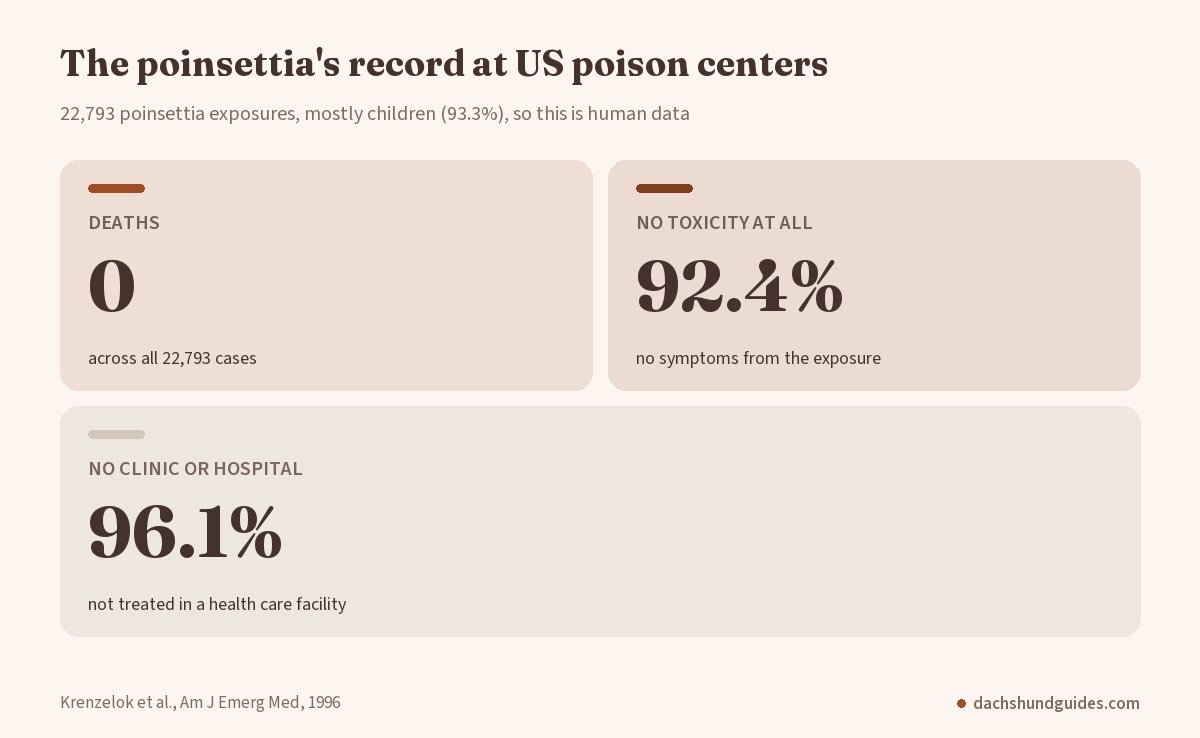 Poison center record for 22,793 poinsettia exposures: no deaths, 92.4% with no toxicity and 96.1% not treated in a health care facility